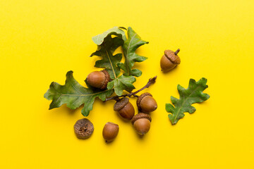 Branch with green oak tree leaves and acorns on colored background, close up top view