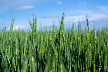 Field of young green wheat against a blue sky