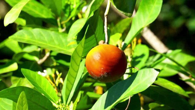 Tabernaemontana sphaerocarpa (Jembirit, sembirit, cemperit). A decoction of the bark is rubbed on the skin as a treatment against fever