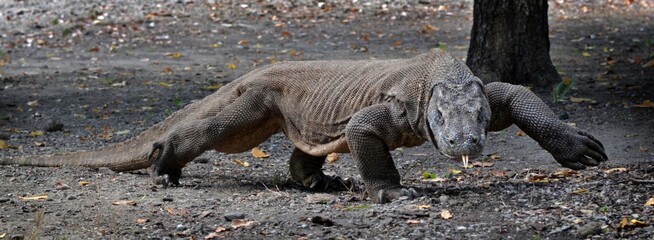 komodo dragon on beach, Komodo Island, East Nusa Tenggara, Indonesia