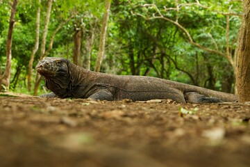 komodo dragon on beach, Komodo Island, East Nusa Tenggara, Indonesia