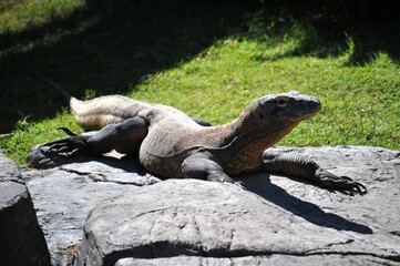 komodo dragon on beach, Komodo Island, East Nusa Tenggara, Indonesia