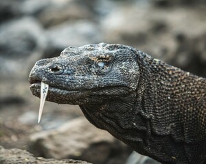 komodo dragon on beach, Komodo Island, East Nusa Tenggara, Indonesia
