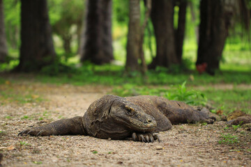 komodo dragon on beach, Komodo Island, East Nusa Tenggara, Indonesia
