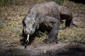 komodo dragon on beach, Komodo Island, East Nusa Tenggara, Indonesia