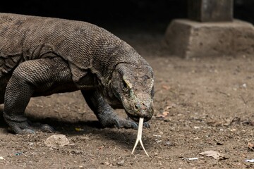 komodo dragon on beach, Komodo Island, East Nusa Tenggara, Indonesia
