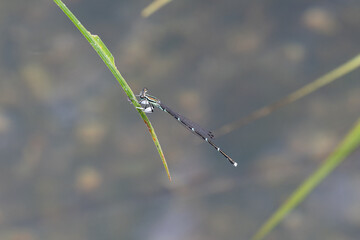 準絶滅危惧種のグンバイトンボ