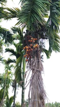 Betel nut tree.  areca nut palm tree close up view