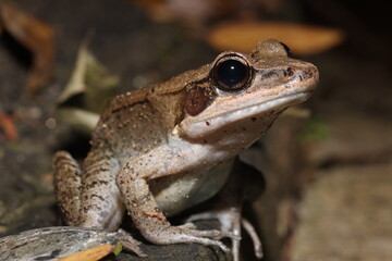 Australian wood frog (Papurana daemeli)