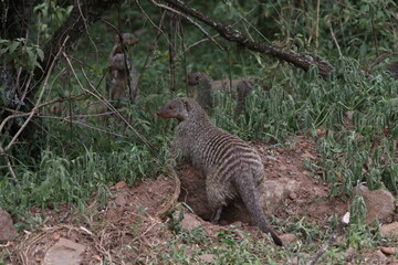 Mystical Mongoose