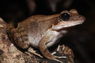 Australian wood frog (Papurana daemeli)