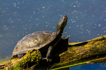 Swamp turtle. Emys orbicularis L. 
Swamp turtle - are predators. They prefer food of animal origin: insects, crustaceans, molluscs, tadpoles, frogs, fish. 