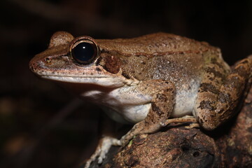 Australian wood frog (Papurana daemeli)