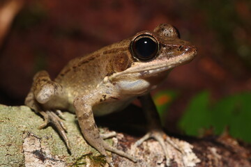 Australian wood frog (Papurana daemeli)