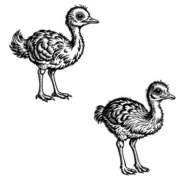 Ostric chiks silhouette vector