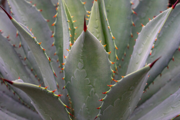 The beautiful agave exudes a mysterious charm under the sunlight