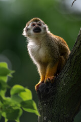 A Saimiri sciureus in backlight on the tree