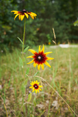 Rudbekia owłosiona, Rudbeckia hirta © Marcin Łazarczyk
