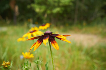 Rudbekia owłosiona, Rudbeckia hirta © Marcin Łazarczyk