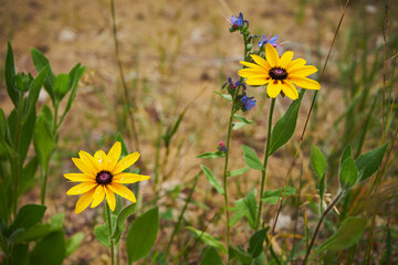 Rudbekia błyskotliwa © Marcin Łazarczyk