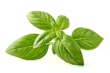 Raw Green Organic Basil leaves, isolated on white background.