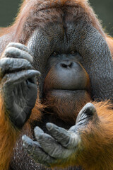 The orangutans are clapping. © imphilip