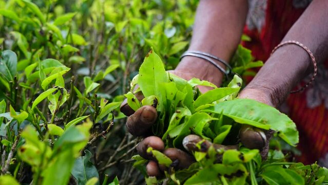 Close-up female hands carefully holding tender green tea leaves in palms. Emerald green color beckons and fascinates, foreshadowing fragrant drink. Lush green tea plantations Sri Lanka hands woman.