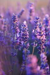 Blooming Lavender Field in Spring