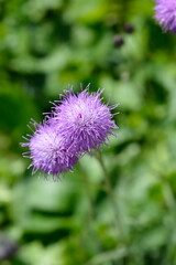 Single-flowered sawwort flowers