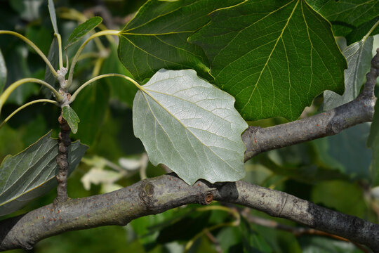White poplar leaves