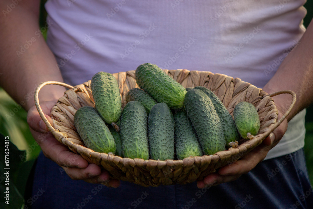 Wall mural a male farmer collects cucumbers. Selective focus