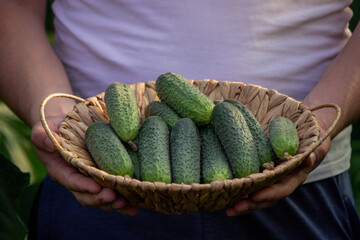 a male farmer collects cucumbers. Selective focus