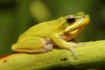 Eastern dwarf tree frog (Litoria fallax)