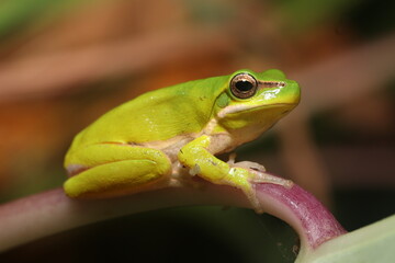 Eastern dwarf tree frog (Litoria fallax)
