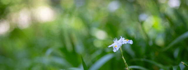 野に咲く白いシャガの花