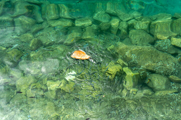 Many fish swarm around a piece of bread in clear green water, actively feeding, hungry small fishes
