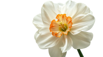 A stunning white daffodil flower featuring an orange center. This close-up image highlights the contrast between the white petals and the vibrant center