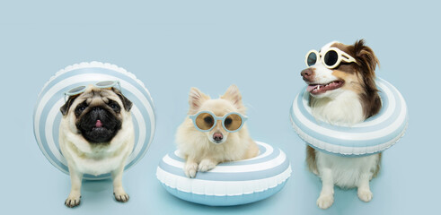 Summer banner. Three dogs inside of a infltable ring going on vacations. Isolated on blue pastel background