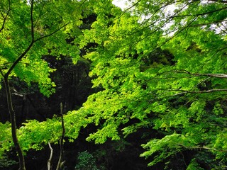 Fototapeta premium 緑色が鮮やかで美しい、夏のもみじの若葉。 
