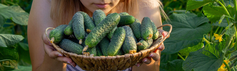 a woman farmer collects cucumbers. Selective focus