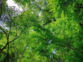 鮮烈な緑色のもみじの若葉が一面に広がる。

