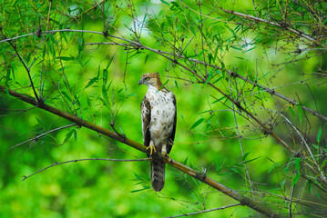 Hawk perching on bamboo shoots at Kanha national park, India.