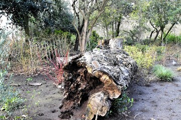 枯れて倒れて朽ちた大木に乗る、小さなリス
