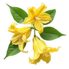 Beautiful ylang-ylang flower flat lay, top view