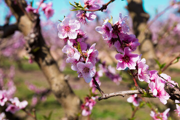 Blooming peach trees in spring