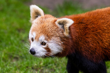 Fototapeta premium The little red panda walks around dreamily.