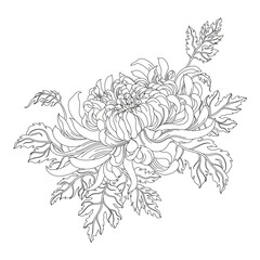 Png Chrysanthemum flower element, transparent background