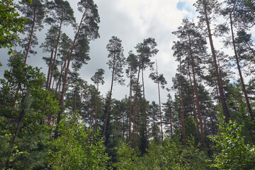 las,niebo  © Marcin Łazarczyk
