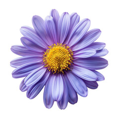 Beautiful aster flower flat lay, top view with vibrant colors and elegant arrangement.