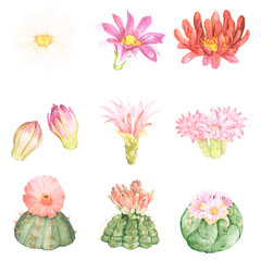Hand-drawn succulent png sticker set